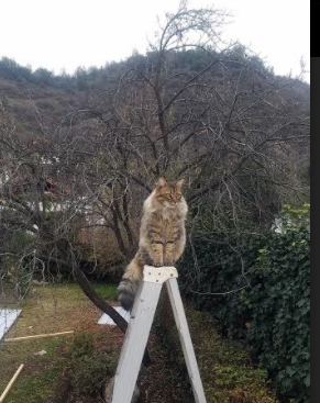 高寒地区体育设施适应性设计标准研究,高寒地区体育设施适应性设计标准研究