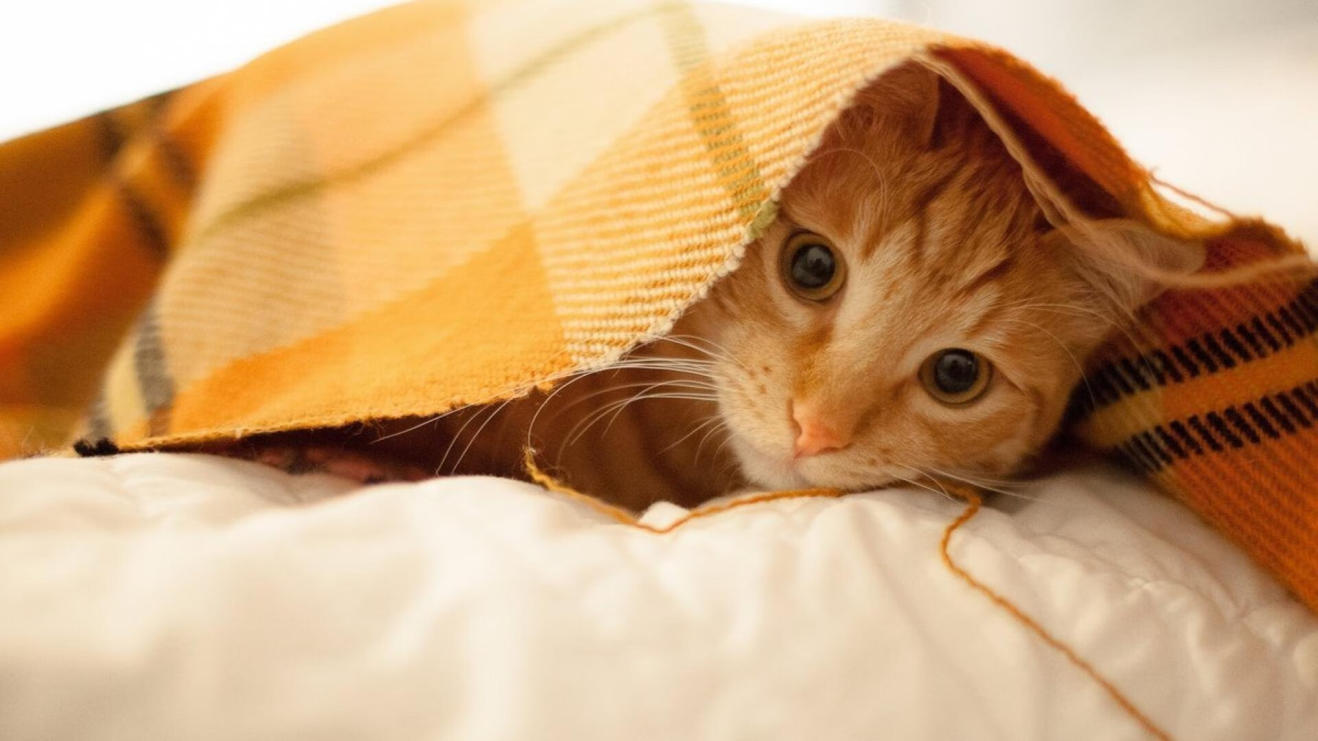 kaiyun官方入口登录-查尔莫斯：老将状态依旧火热，查尔莫斯集锦