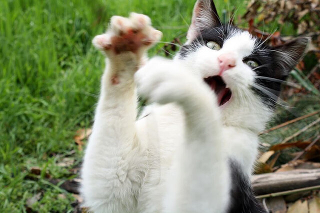 国际足球明星携手公益，推动青少年体育普及，国际青少年足球邀请赛