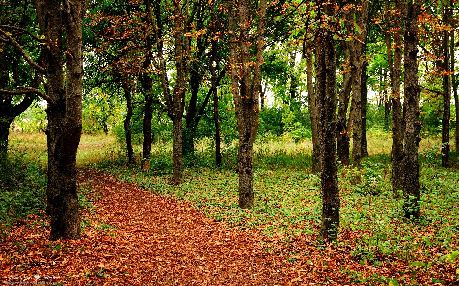 kaiyun网站-帕特森展现出卓越的反应速度和战术执行力，令袋鼠队逐渐制胜，帕特森怎么样