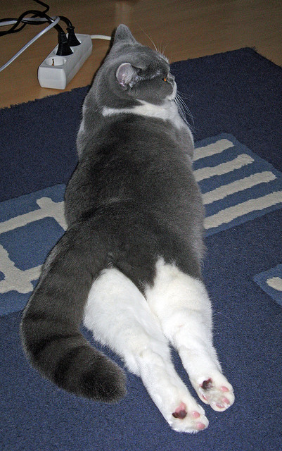 开云中国大陆-意甲替补席深度决定赛果，为什么意甲替补席11个人