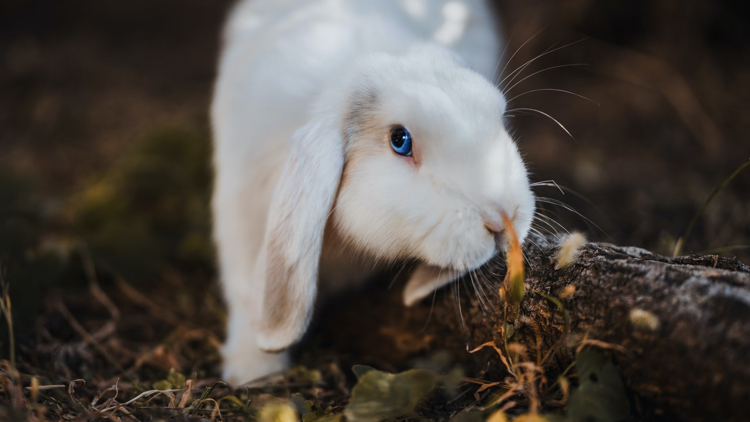 网球国家队年轻阵容挑战国际强队，网球国家队男队教练
