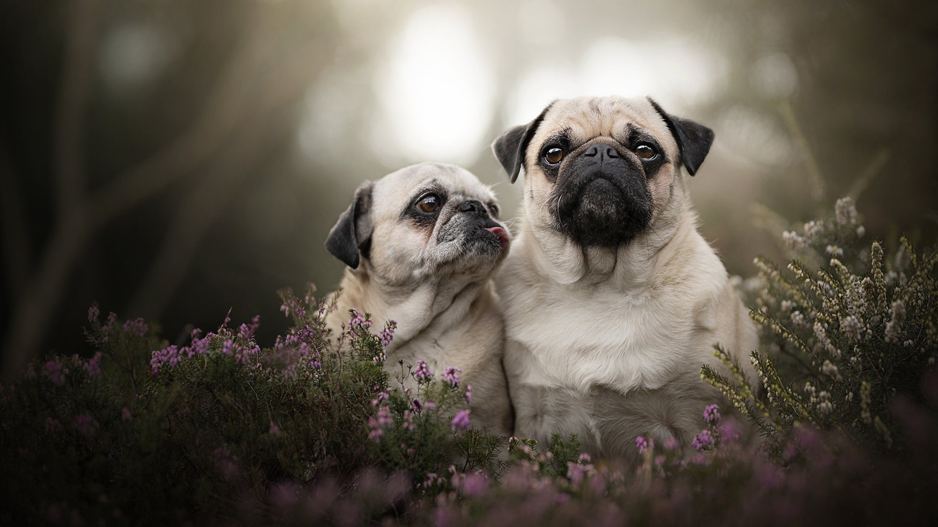 中国篮球运动员形象在广告拍摄中的受众接受度差异分析，篮球运动员顾客