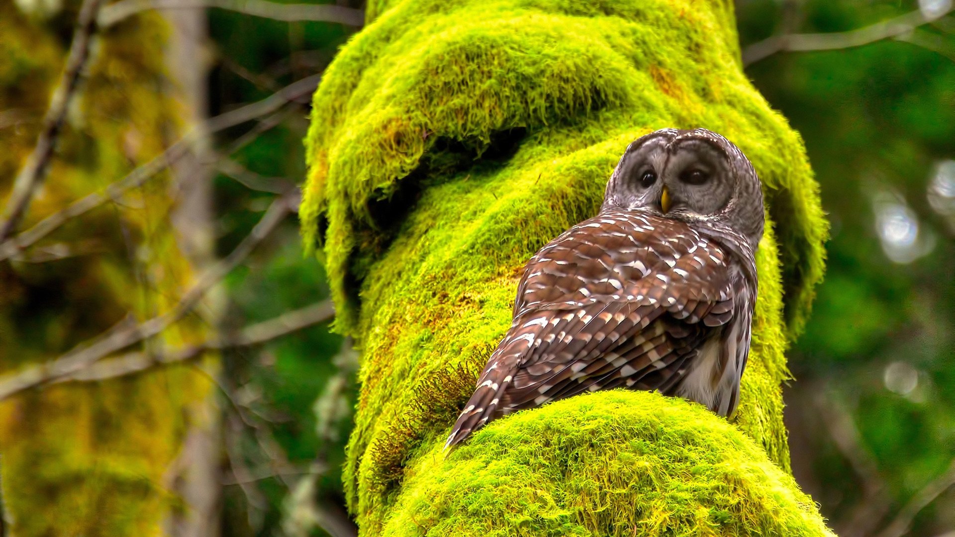 中国足球俱乐部优化训练计划和比赛策略，中国足球俱乐部优化训练计划和比赛策略