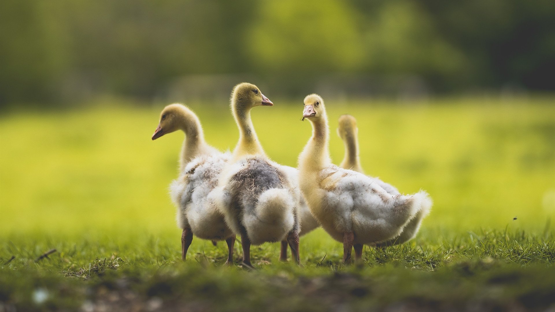 中国足球国家队教练更替对球队稳定性的影响，中国足球队换教练